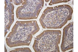 This image was kindly submitted by Dragos Scarlet DVM, MSc from the University of Vienna as part of the Bioss Discovery Progarm.