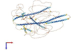AlphaFold protein structure predicition of Mouse Recombinant Amot Protein, UniprotID Q8VHG2