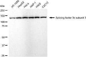 anti-Splicing Factor 3B (Subunit 3) antibody