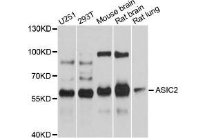 Western blot analysis of extracts of various cells, using ASIC2 antibody. (ACCN1 anticorps)