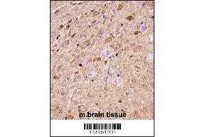 Mouse Nlk Antibody immunohistochemistry analysis in formalin fixed and paraffin embedded mouse brain tissue followed by peroxidase conjugation of the secondary antibody and DAB staining. (Nemo-Like Kinase anticorps  (C-Term))