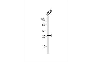 Western blot analysis of lysate from HT29 cell line,using MRPL16 Antibody, was diluted at 1:1000. (MRPL16 anticorps)