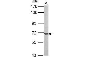 WB Image Sample (50 ug of whole cell lysate) A: mouse liver 7.