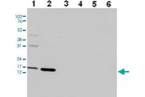 Western Blot analysis of (1) 25 ug whole cell extracts of Hela cells, (2) 15 ug histone extracts of Hela cells, (3) 1 ug of recombinant histone H2A, (4) 1 ug of recombinant histone H2B, (5) 1 ug of recombinant histone H3, (6) 1 ug of recombinant histone H4. (HIST1H3A anticorps  (3meLys36))