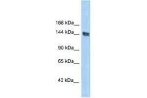 Image no. 1 for anti-UACA (UACA) (AA 1309-1358) antibody (ABIN6747684) (UACA anticorps  (AA 1309-1358))