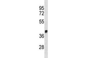 Arg1 antibody western blot analysis in rat liver tissue lysate.
