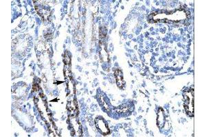 Image no. 1 for anti-TAF7 RNA Polymerase II, TATA Box Binding Protein (TBP)-Associated Factor, 55kDa (TAF7) (N-Term) antibody (ABIN202307)