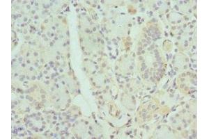 Immunohistochemistry of paraffin-embedded human pancreatic tissue using ABIN7154645 at dilution of 1:100 (GDA anticorps  (AA 165-454))