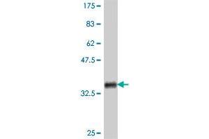 Western Blot detection against Immunogen (35.