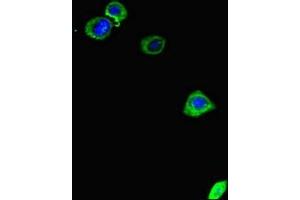 Immunofluorescent analysis of HepG2 cells using ABIN7150406 at dilution of 1:100 and Alexa Fluor 488-congugated AffiniPure Goat Anti-Rabbit IgG(H+L) (CCDC111 anticorps  (AA 305-537))