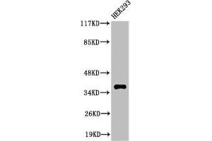 Western Blot analysis of 293 cells using Cleaved-MMP-23 (Y79) Polyclonal Antibody (MMP23A anticorps  (Cleaved-Tyr79))