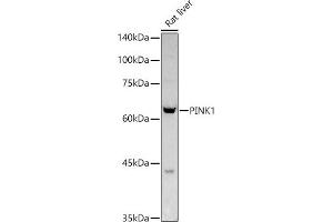 PINK1 anticorps  (AA 282-581)