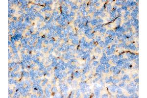 FCGRT was detected in paraffin-embedded sections of mouse brain tissues using rabbit anti- FCGRT Antigen Affinity purified polyclonal antibody at 1 μg/mL. (FcRn anticorps  (AA 54-291))