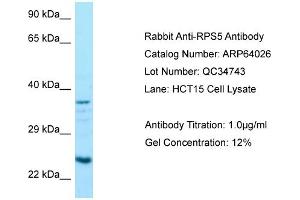 Western Blotting (WB) image for anti-Ribosomal Protein S5 (RPS5) (C-Term) antibody (ABIN971632) (RPS5 anticorps  (C-Term))