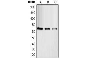 Western blot analysis of RAB11FIP4 expression in HuvEc (A), HeLa (B), HT29 (C) whole cell lysates. (RAB11FIP4 anticorps  (Center))