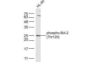 HL-60 cell line lysates probed with Bcl-2 (Thr129) Polyclonal Antibody, Unconjugated  at 1:300 dilution and 4˚C overnight incubation. (Bcl-2 anticorps  (pThr129))