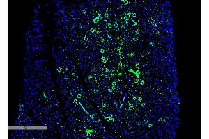 Immunohistochemistry analysis using Mouse Anti-Parvalbumin Monoclonal Antibody, Clone C12 (ABIN6951993).