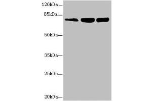 Western blot All lanes: GMPS antibody at 2. (GMP Synthase anticorps  (AA 394-693))