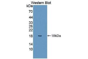 Western blot analysis of the recombinant protein. (UBA52 anticorps  (AA 1-128))