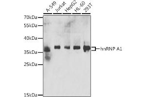 Western blot analysis of extracts of various cell lines, using hnRNP  antibody (ABIN6128029, ABIN6141896, ABIN6141899 and ABIN6223388) at 1:200 dilution.