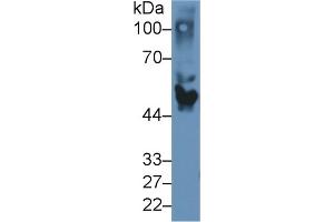 Detection of APOH in Canine Serum using Polyclonal Antibody to Apolipoprotein H (APOH)
