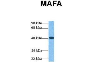 Host:  Rabbit  Target Name:  MAFA  Sample Tissue:  Human HCT116  Antibody Dilution:  1. (MAFA anticorps  (N-Term))