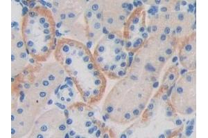 Detection of CD244 in Rat Kidney Tissue using Polyclonal Antibody to Cluster of Differentiation 244 (CD244)