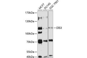 Western blot analysis of extracts of various cell lines, using DIS3 antibody (ABIN6131844, ABIN6139631, ABIN6139632 and ABIN6224049) at 1:1000 dilution. (DIS3 anticorps  (AA 1-280))