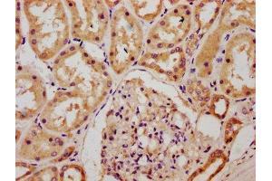 IHC image of ABIN7147645 diluted at 1:300 and staining in paraffin-embedded human kidney tissue performed on a Leica BondTM system.