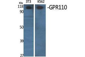 Western Blotting (WB) image for anti-G Protein-Coupled Receptor 110 (GPR110) (C-Term) antibody (ABIN3184835) (G Protein-Coupled Receptor 110 anticorps  (C-Term))