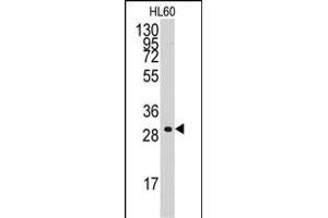 Western blot analysis of anti-CCNC Antibody (C-term) (ABIN392297 and ABIN2841953) in HL60 cell line lysates (35 μg/lane). (Cyclin C anticorps  (C-Term))