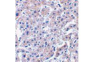 Immunohistochemistry of CASP14 in human liver tissue with CASP14 polyclonal antibody  at 2. (CASP14 anticorps  (C-Term))