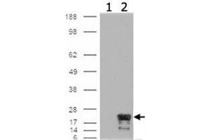 Western blot analysis of BIRC5 on cells that were transfected with the pCMV6-ENTRY control (1) or pCMV6-ENTRY BIRC5 cDNA for 48 hrs and lysed (2) using BIRC5 monoclonal antibody, clone 60. (Survivin anticorps)