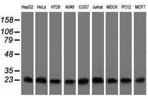 Image no. 2 for anti-ClpP Caseinolytic Peptidase, ATP-Dependent, Proteolytic Subunit Homolog (E. Coli) (CLPP) antibody (ABIN1497536) (CLPP anticorps)