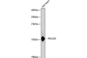 Western blot analysis of extracts of Rat heart using POLR2F Polyclonal Antibody at dilution of 1:3000. (POLR2F anticorps)