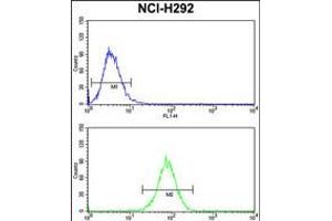 Flow cytometry analysis of NCI-H292 cells (bottom histogram) compared to a negative control cell (top histogram). (Dynamin 3 anticorps  (AA 557-584))