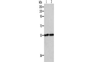 Western Blotting (WB) image for anti-Early Growth Response 1 (EGR1) antibody (ABIN2421529)