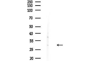 Western blot analysis of lysates from Rat liver, using GS Antibody at 1/1000 dilution.