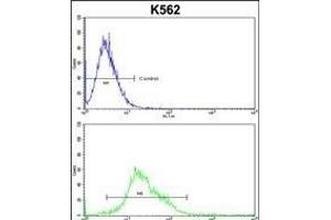 PTK2 Antibody (C-term) (ABIN652554 and ABIN2842372) flow cytometric analysis of k562 cells (bottom histogram) compared to a negative control cell (top histogram).