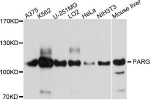 Western blot analysis of extracts of various cells, using PARG antibody. (PARG anticorps)