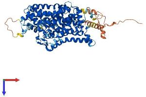 AlphaFold protein structure predicition of Human Recombinant SLC6A7 Protein, UniprotID Q99884