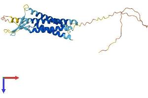 AlphaFold protein structure predicition of Human Recombinant CLDN18 Protein, UniprotID P56856