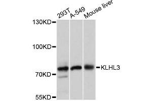 Western blot analysis of extracts of various cell lines, using KLHL3 antibody (ABIN6293045) at 1:3000 dilution. (KLHL3 anticorps)