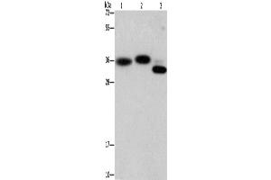 Western Blotting (WB) image for anti-Capping Protein (Actin Filament) Muscle Z-Line, alpha 2 (CAPZA2) antibody (ABIN2423050) (CAPZA2 anticorps)