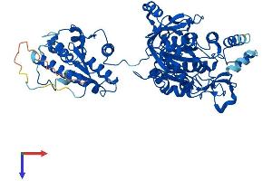 AlphaFold protein structure predicition of Mouse Recombinant Papss1 Protein, UniprotID Q60967