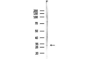 anti-Msh Momeobox 2 (Msx2) (Internal Region) antibody