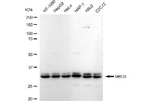 Western blotting analysis using MBD3 antibody (ABIN7799388).
