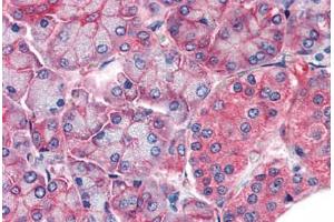 Human Pancreas (formalin-fixed, paraffin-embedded) stained with CLDN14 antibody ABIN337255 at 5 ug/ml followed by biotinylated anti-goat IgG secondary antibody ABIN481715, alkaline phosphatase-streptavidin and chromogen. (CLDN14 anticorps  (AA 227-239))