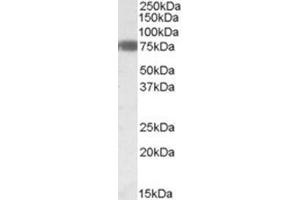 AP26006PU-N (0. (EBF1 anticorps  (Internal Region))