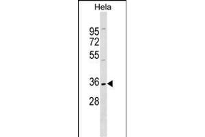 ELOVL1 Antibody (N-term) (ABIN1538842 and ABIN2849424) western blot analysis in Hela cell line lysates (35 μg/lane). (ELOVL1 anticorps  (N-Term))